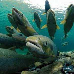 Dlhý východný losos: druhy, ryby v Rusku