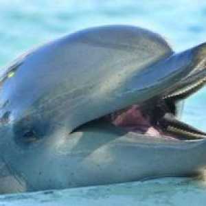 Delfín je vo sne šťastný symbol. Ale vždy sníva o dobrom?