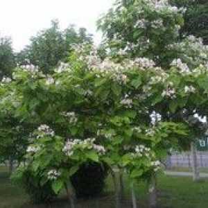 Catalpa strom: botanický popis, výsadba a starostlivosť