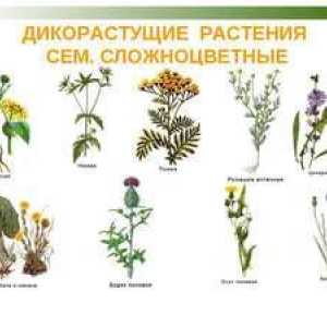 Divoké rastliny: popis, vlastnosti a príklady