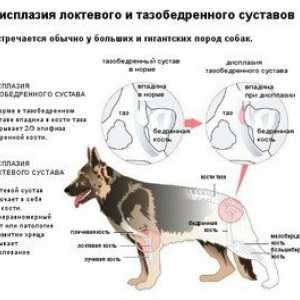 Bolestivá dysplázia u psov