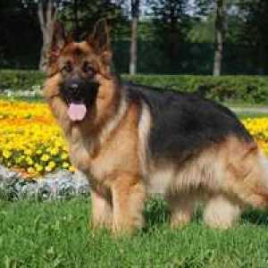 Dlhosrstý nemecký ovčiak - kožušinový pes
