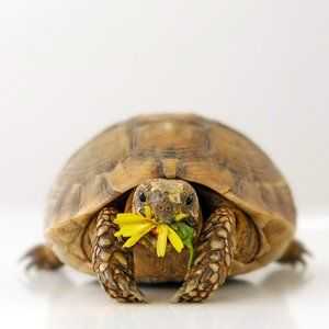 Domáce korytnačky, ako správne držať korytnačku doma