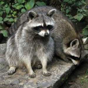 Raccoon-poloskun: druhy, vlastnosti, opis