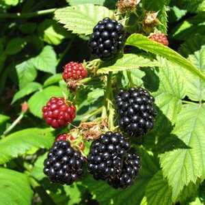 Blackberry agavam: popis odrody a tipy na pestovanie