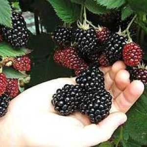 Blackberry Thornfree: Popis odrody, výsadba a starostlivosť