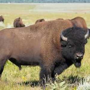 Kde žije americký bizón