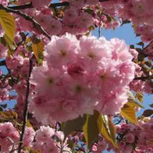 Tam, kde rastú čerešňa - japonská čerešňa