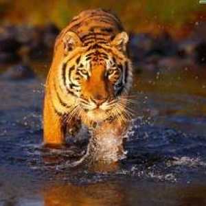 Kde žijú tigre - rysy druhov