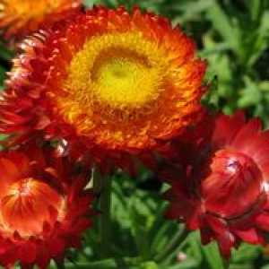 Helichrysum, jeho vlastnosti, výsadba a starostlivosť v otvorenom teréne