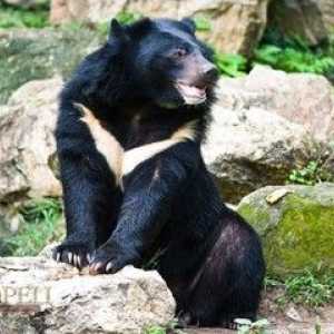 Himalájsky medveď, rysy medveďov Ussuri