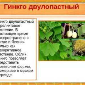 Ginkgo: opis a geografia rastliny, použitie extraktu