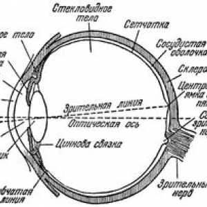 Ľudské oko, schéma a zariadenie očnej bulvy