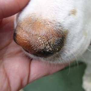 Horúci a suchý nos u psov: dôvody
