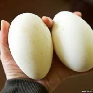 Husacie vajcia: výhody a škody, náklady