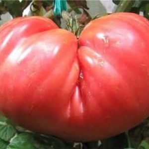 Charakteristika a opis "rožného obra" odrôd rajčiakov