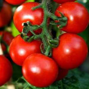 Charakteristika a opis výnosovej odrody rajčiaka eupator f1