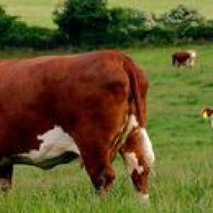 Charakteristika kráv v Hereforde