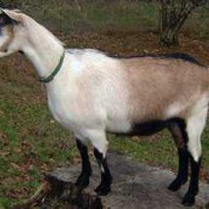 Charakteristika chovu alpského kozy, jeho dôstojnosť