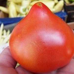 Charakteristika odrôd rajčiakov `prima donna`, popis rajčiakov