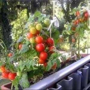 Charakteristika paradajkového "balkónového zázraku" a ich fotografií