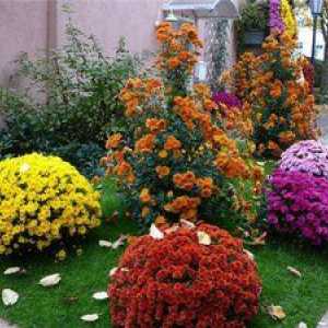Trvalky chryzantémy: výsadba a starostlivosť o záhradné kvety