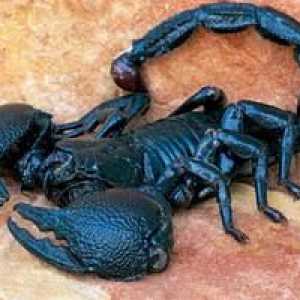 Imperial Scorpion: Vlastnosti životného cyklu