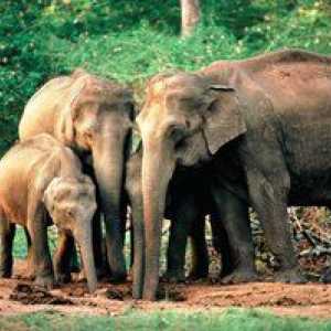 Indický alebo ázijský slon: charakteristika druhu