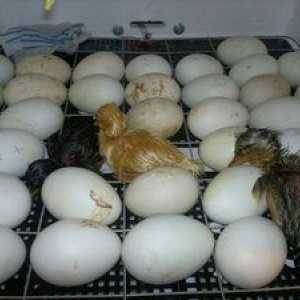 Inkubácia kačacích vajíčok, ako odstrániť kačice v inkubátore