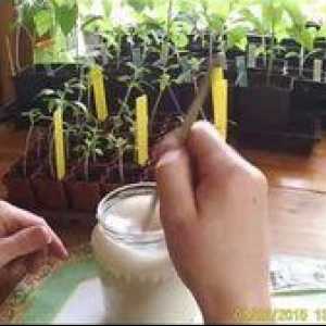 Použitie kvasníc na sadenie na hnojenie: recenzie