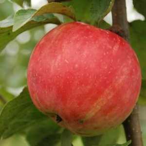 História tvorby a popisu jabloní, starostlivosť o kultúru