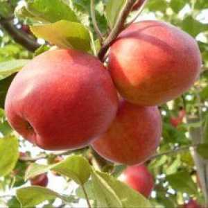 Jablkový korenie šafrán: opis odrody