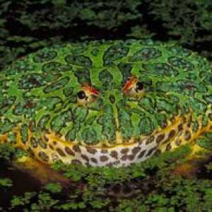 Jedovaté druhy žiab: najviac jedovatá žaba na svete
