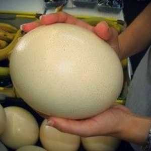 Pštrosie vajce: hmotnosť pštrosieho vajíčka
