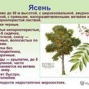 Popol obyčajný fraxinus excelsior: popis rastliny