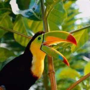Exotické vtáky: druhy a popis