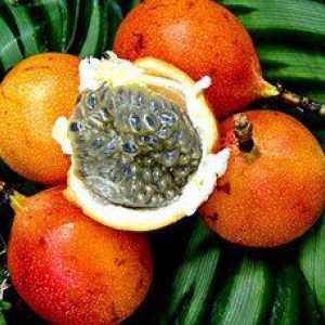 Exotické ovocie granadilla: popis a užitočné vlastnosti