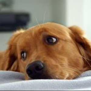 Epilepsia u psov: príčiny a formy