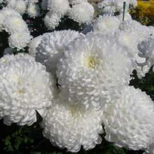 Čo dávajú biele, žlté a iné chryzantémy