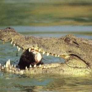 Čo môže krokodíl sen: vo vode a na zemi