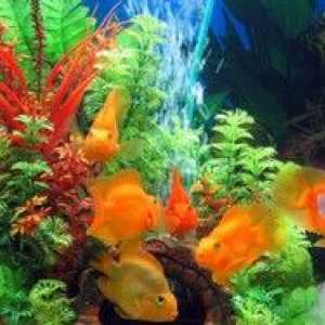 Čo vyzerá akvárium s rybami: výklad snov