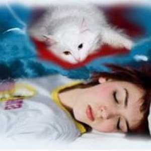 Čo sníša mačka a čo symbolizujú vo sne