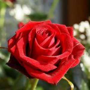Prečo snívam červené, biele alebo ružové ruže?