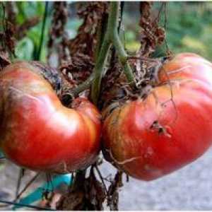 Ako sa vysporiadať s phytophthorou na paradajkách