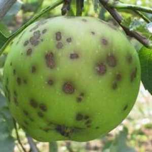 Ako sa vysporiadať s chrastavom na jablone a iných ovocných stromoch
