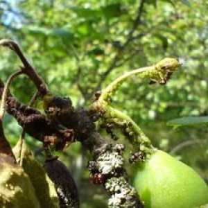 Ako sa vyrovnať so voškami na ovocných stromoch