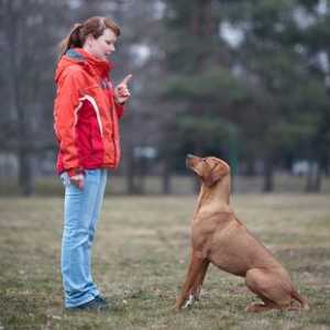 Ako trénovať psa doma
