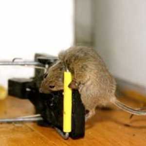 Ako sa zbaviť potkanov v bytoch alebo na súkromných farmách