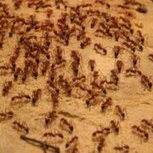 Ako sa zbaviť nezvaných hostí: domáce červené mravce