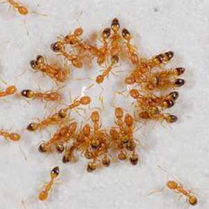 Ako sa zbaviť červených mravcov v byte